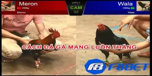 Đá gà mạng là gì?