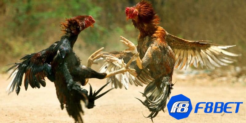 Giải thích khái niệm đá gà C1 Thomo