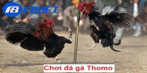 Ưu điểm rất vượt trội khi tham gia đá gà C1 Thomo