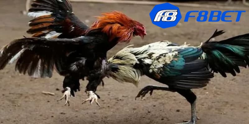 Kinh nghiệm chơi đá gà C1 Thomo để chiến thắng