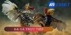Luật chơi chi tiết của đá gà trực tiếp thomo Campuchia