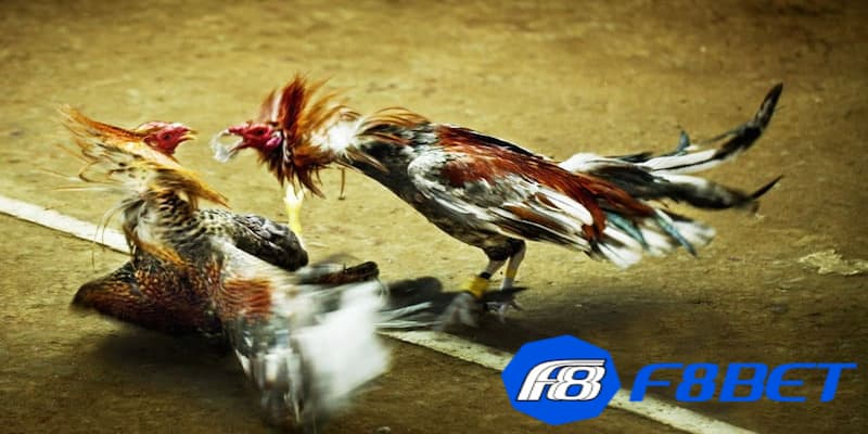 Quá trình thi đấu trong luật đá gà tre