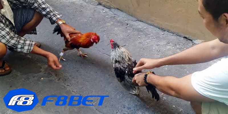 Kinh nghiệm chơi đá gà sau khi tìm hiểu luật đá gà tre