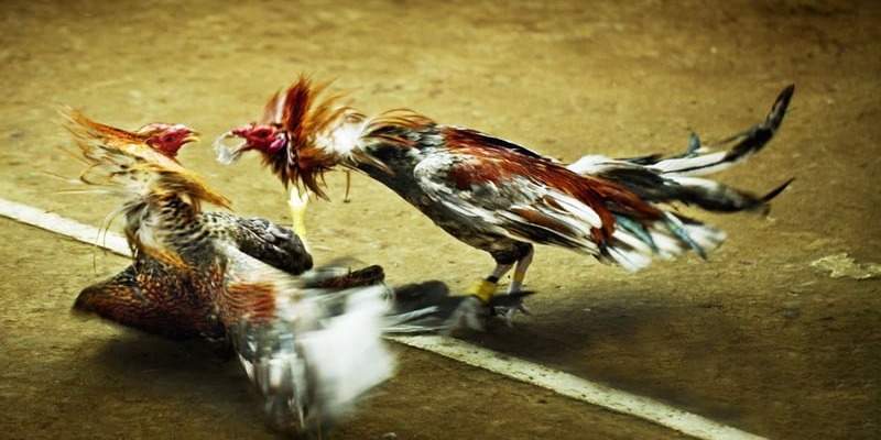 đá gà trực tiếp