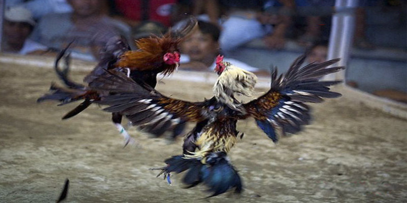 đá gà trực tiếp