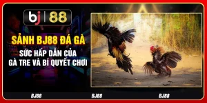 Sảnh Bj88 Đá Gà - Sức Hấp Dẫn Của Gà Tre Và Bí Quyết Chơi