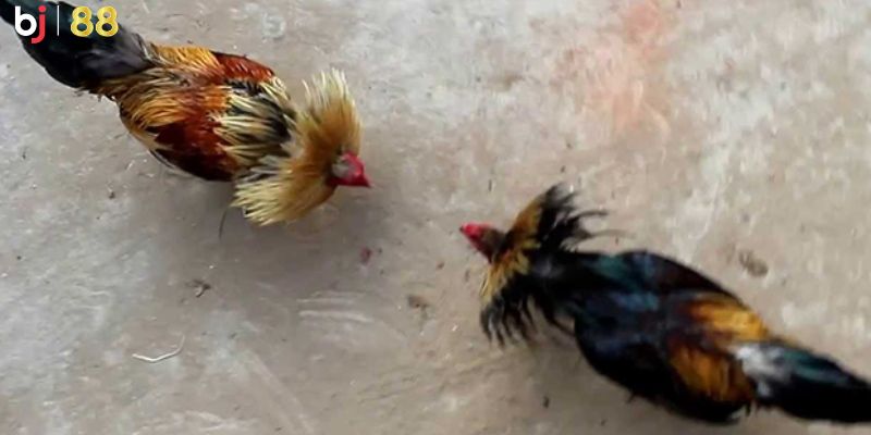 Luật thi đấu dễ hiểu