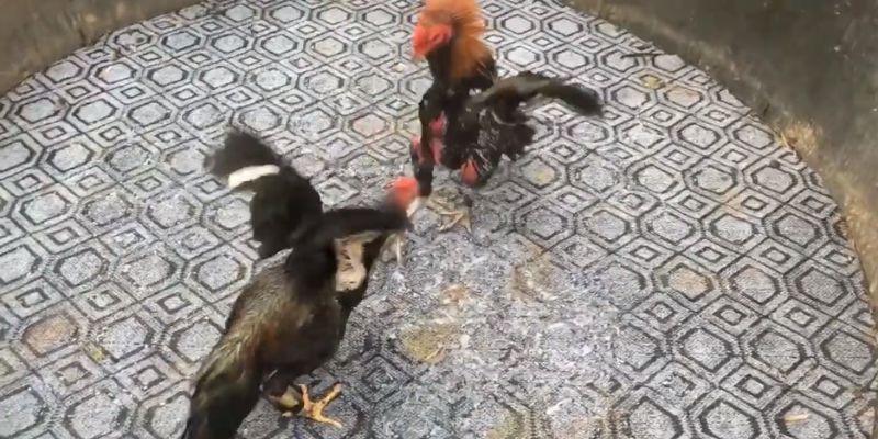 doi-net-ve-loai-cuoc-da-ga