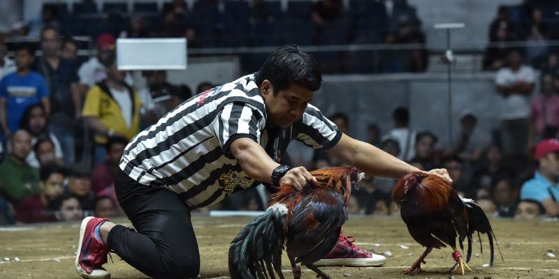 tham-khao-pro-de-choi-tot