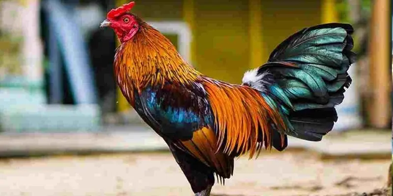 Khái niệm về màu mạng gà đá 