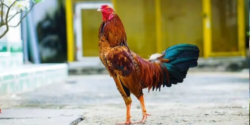 Hiểu rõ về tầm quan trọng chọn gà có màu mạng đúng