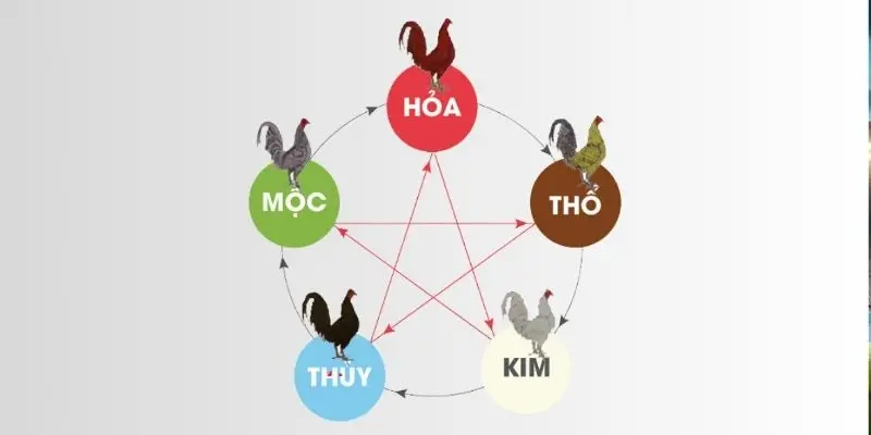 3 cách chọn màu mạng gà đá đúng cách